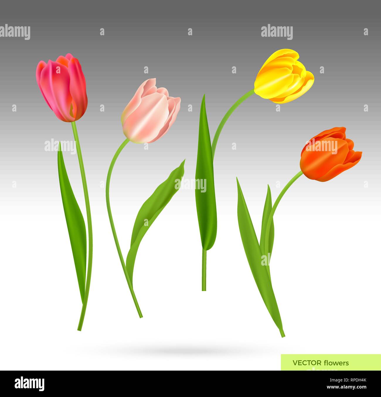Realistische Vektor bunte Tulpen. Frühling Blumen Hintergrund. Blumenstrauß aus Tulpen isoliert. Stock Vektor