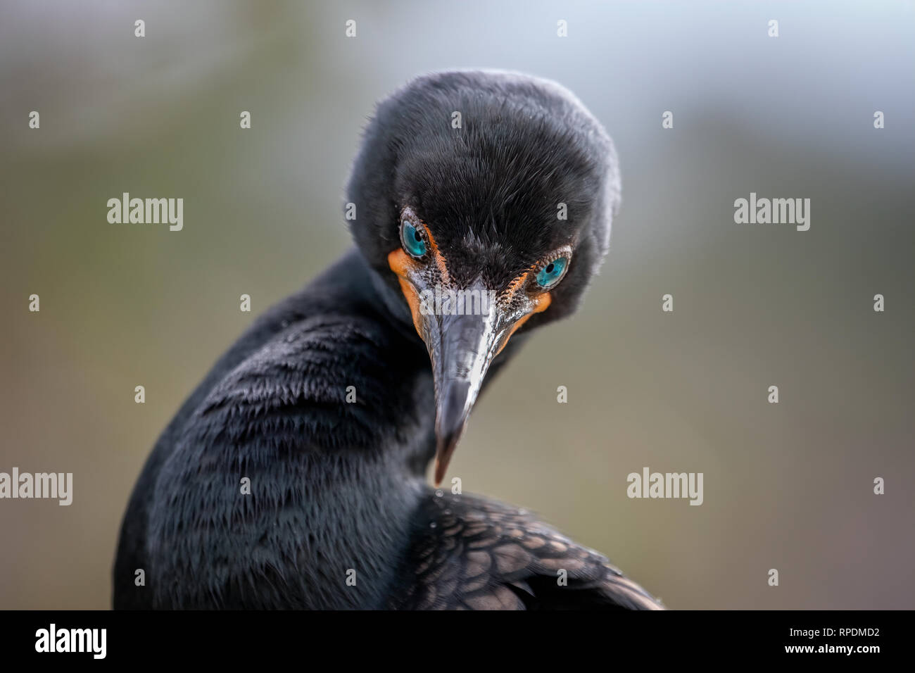 Phalacrocoracidae ist eine Familie von rund 40 Arten von Wasservögeln, die allgemein als Kormorane bekannt und krähenscharben. Verschiedene Klassifikationen o Stockfoto