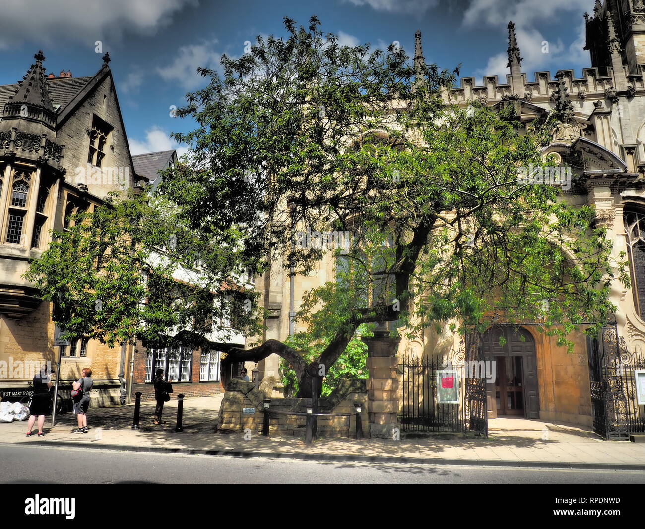 Baum außerhalb der Universität Oxford - Oxford - UK Stockfoto