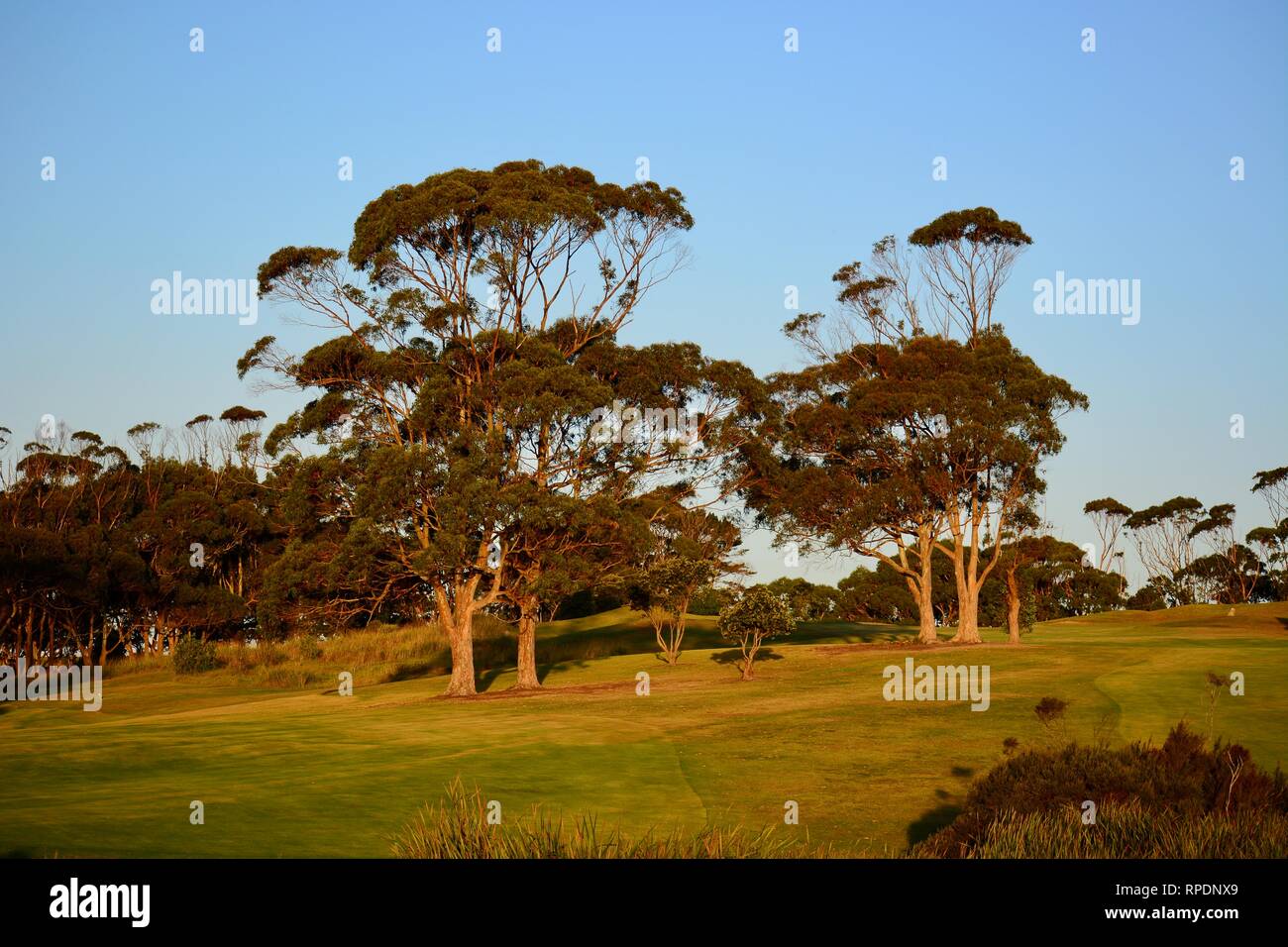 Eukalyptusbäume, sehr große Bäume der Myrtengewächse (Myrtaceae), in Australien, Tasmanien, und die nahe gelegenen Inseln. Schönen goldenen Abendlicht Stockfoto