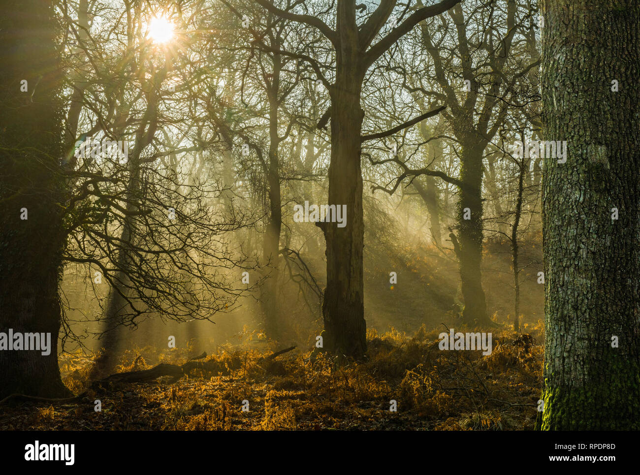 Bäume, die Schatten und Sonnenstrahlen im Wald von Dean Gloucestershire früh auf einem Februar morgen Stockfoto