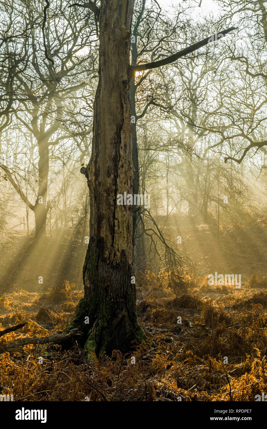 Bäume, die Schatten und Sonnenstrahlen im Wald von Dean Gloucestershire früh auf einem Februar morgen Stockfoto