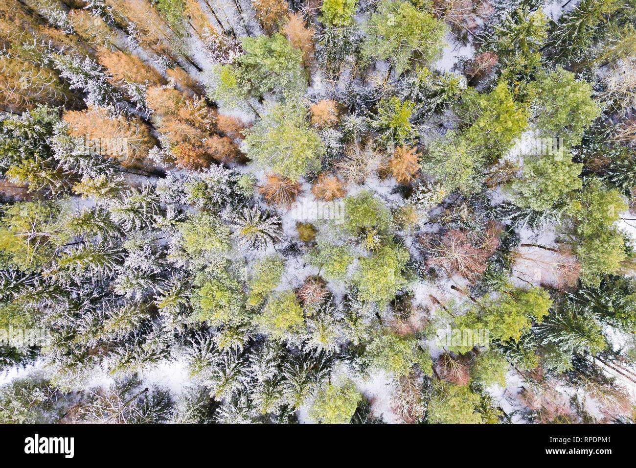 Ansicht von oben in den Nadelwald im Winter Stockfoto
