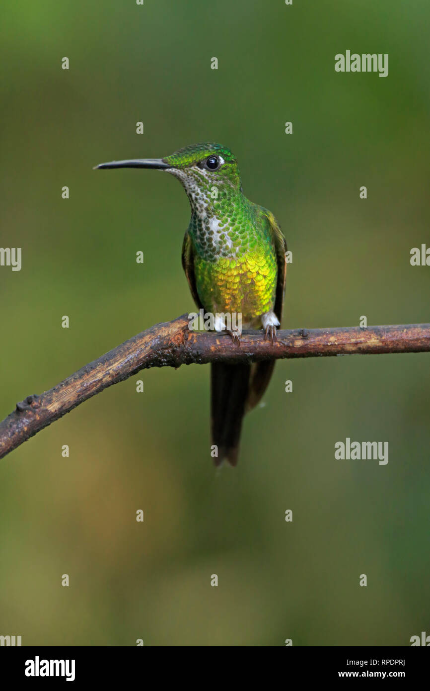 Kaiserin Brillante thront in San Tadeo Ecuador Stockfoto