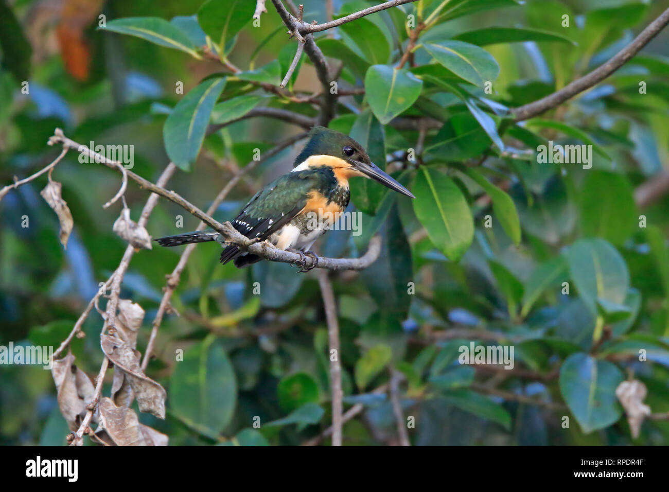 Green Kingfisher thront auf Sani Lodge Ecuador Amazonas Stockfoto