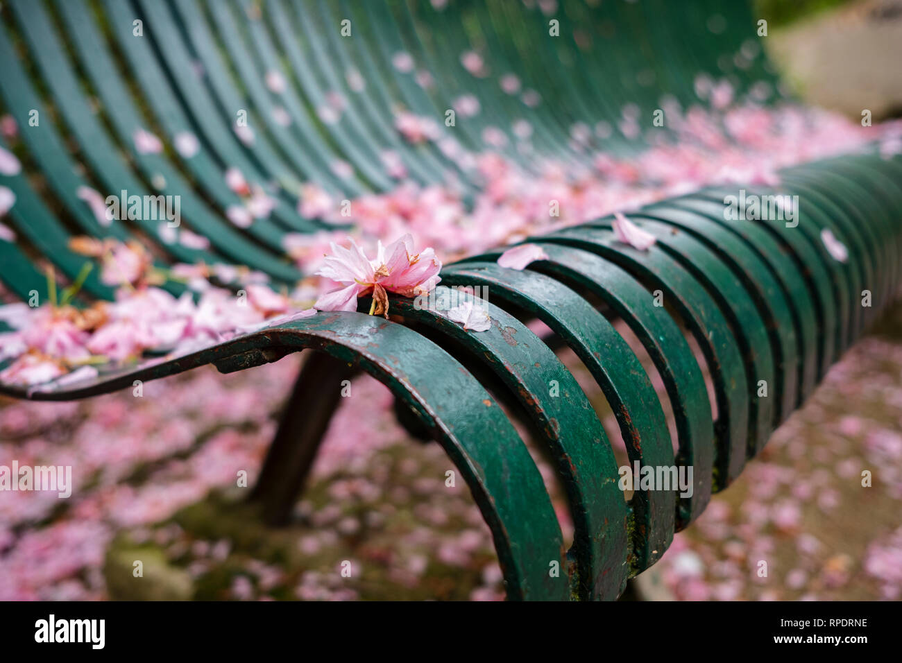 Green Park Bench mit Kirschblüten und Blüten bedeckt. Selektive konzentrieren. Stockfoto
