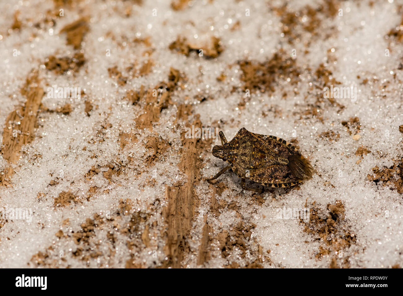 Braun Marmorated stinken Bug getötet aus extrem kalten Temperaturen während der Ruhezustand. Stockfoto