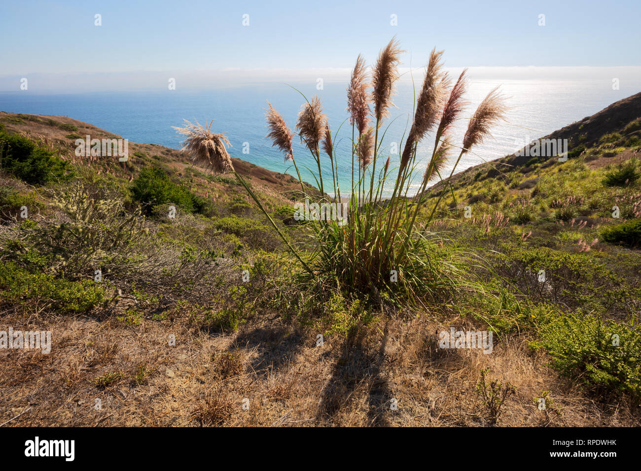 Rohrkolben über dem Pazifischen Ozean auf der State Route 1 (der Shoreline Highway), oben Meyer Gulch, Kalifornien, Amerika Stockfoto