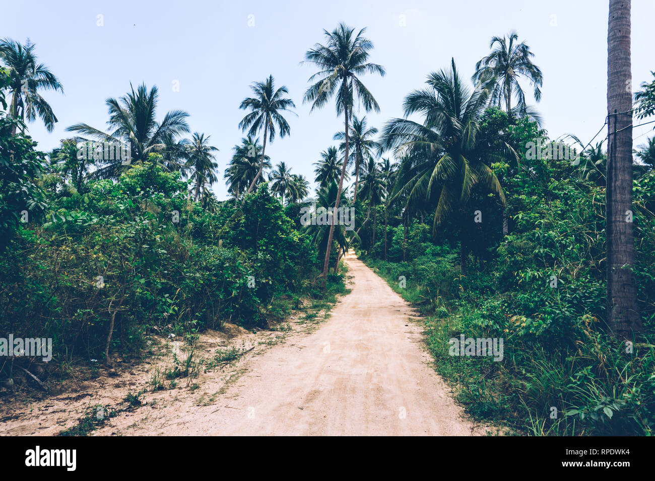 Tropischen Dschungel. Schmutz der Straße im Dschungel. Thailand, Südostasien. Tropischen Regenwald. Bananen Palmen. Ausblicke auf die Landschaft. Stockfoto