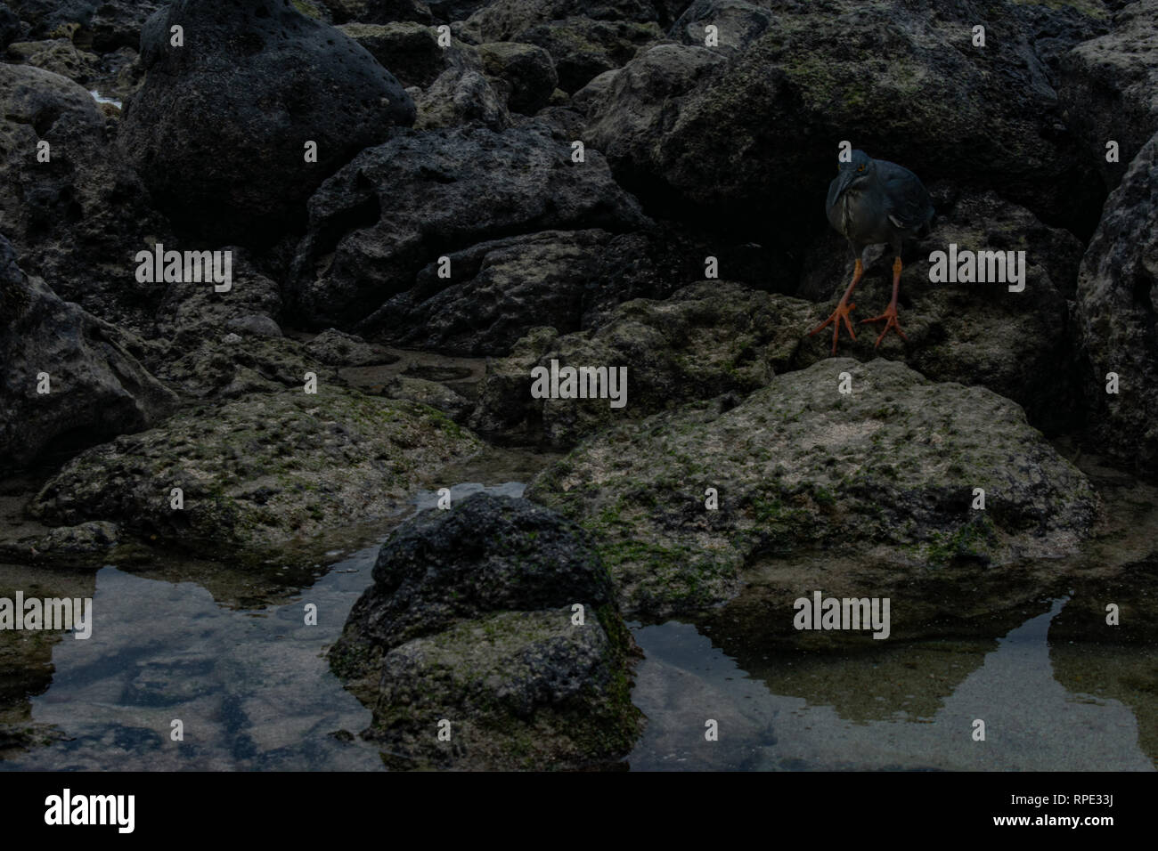 Vogel Jagd Fischen in tide pool Stockfoto