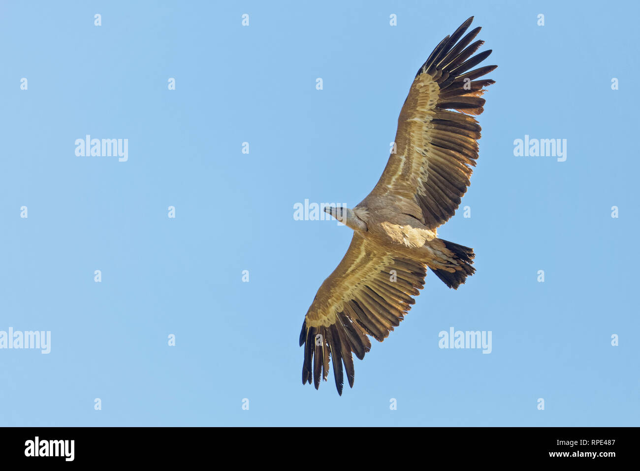 Gänsegeier, Tylose in fulvus, Gänsegeier Stockfoto