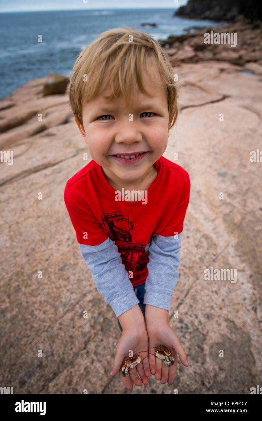 Junge entdeckt Crab Claws in der felsigen Küste von Maine Acadia Nationalpark Stockfoto