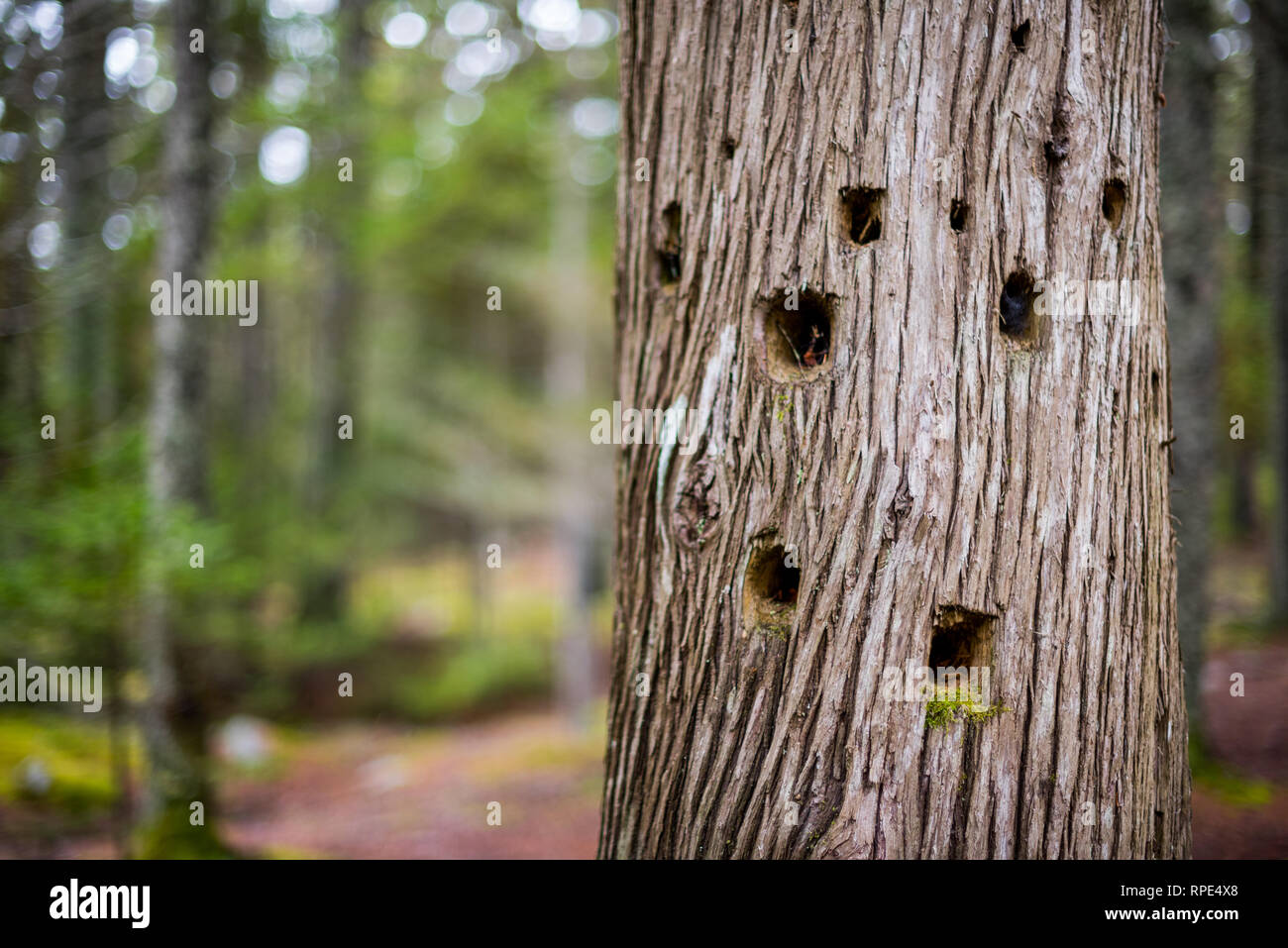 Blick vom Wald boden in Acadia National Park, Maine Stockfoto