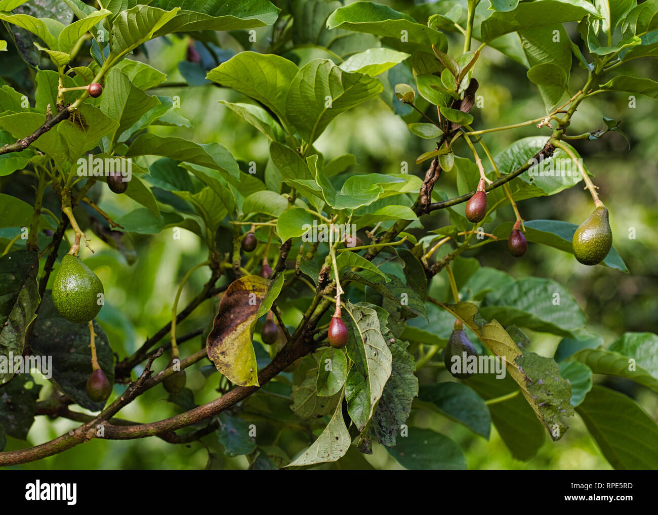 Avocado (Persea americana) Früchte wachsen auf einem Baum Stockfoto