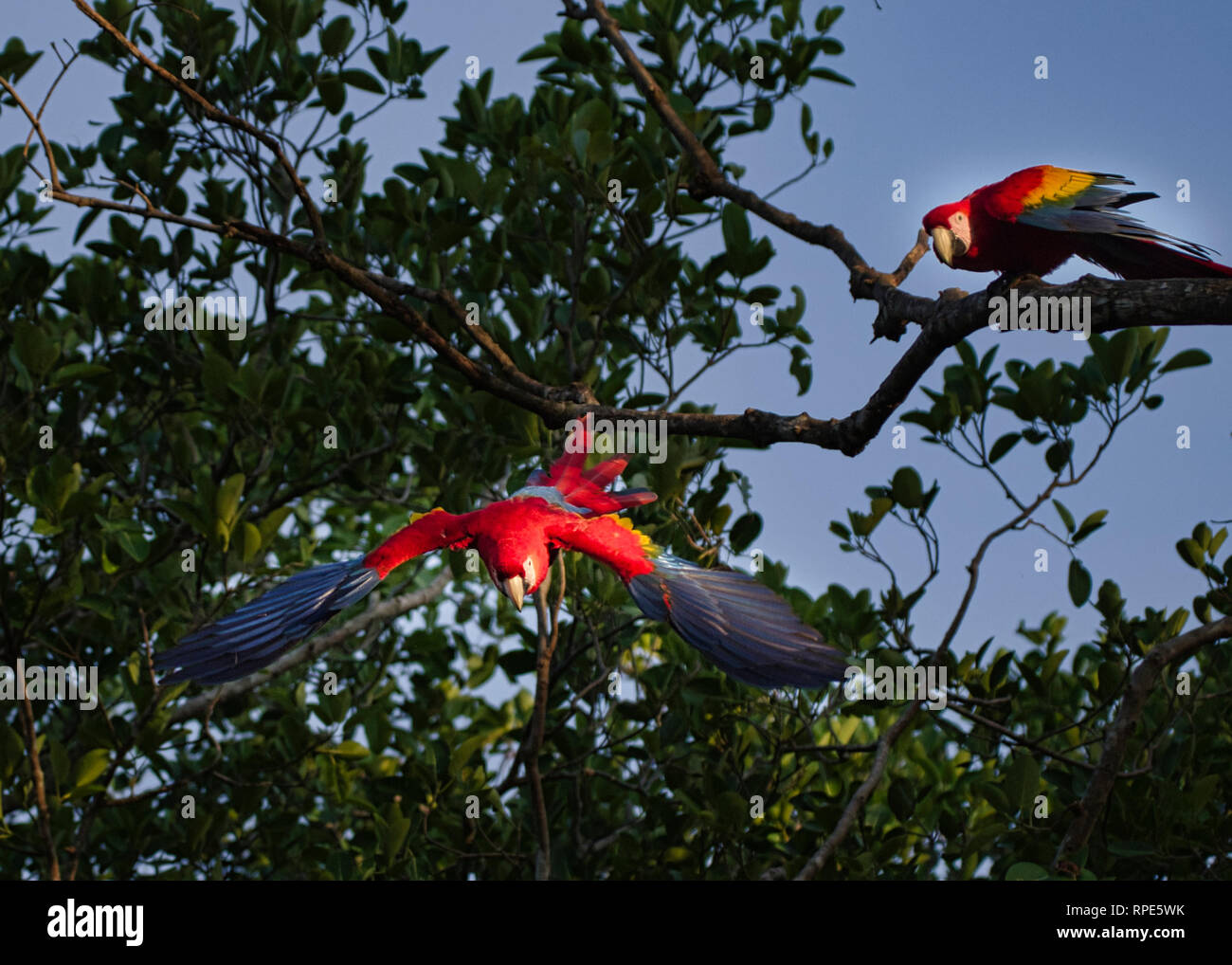 Der hellrote Ara (Ara Macao) ist eine große, rote, gelbe und blaue Zentral- und Südamerikanischen Papagei Stockfoto