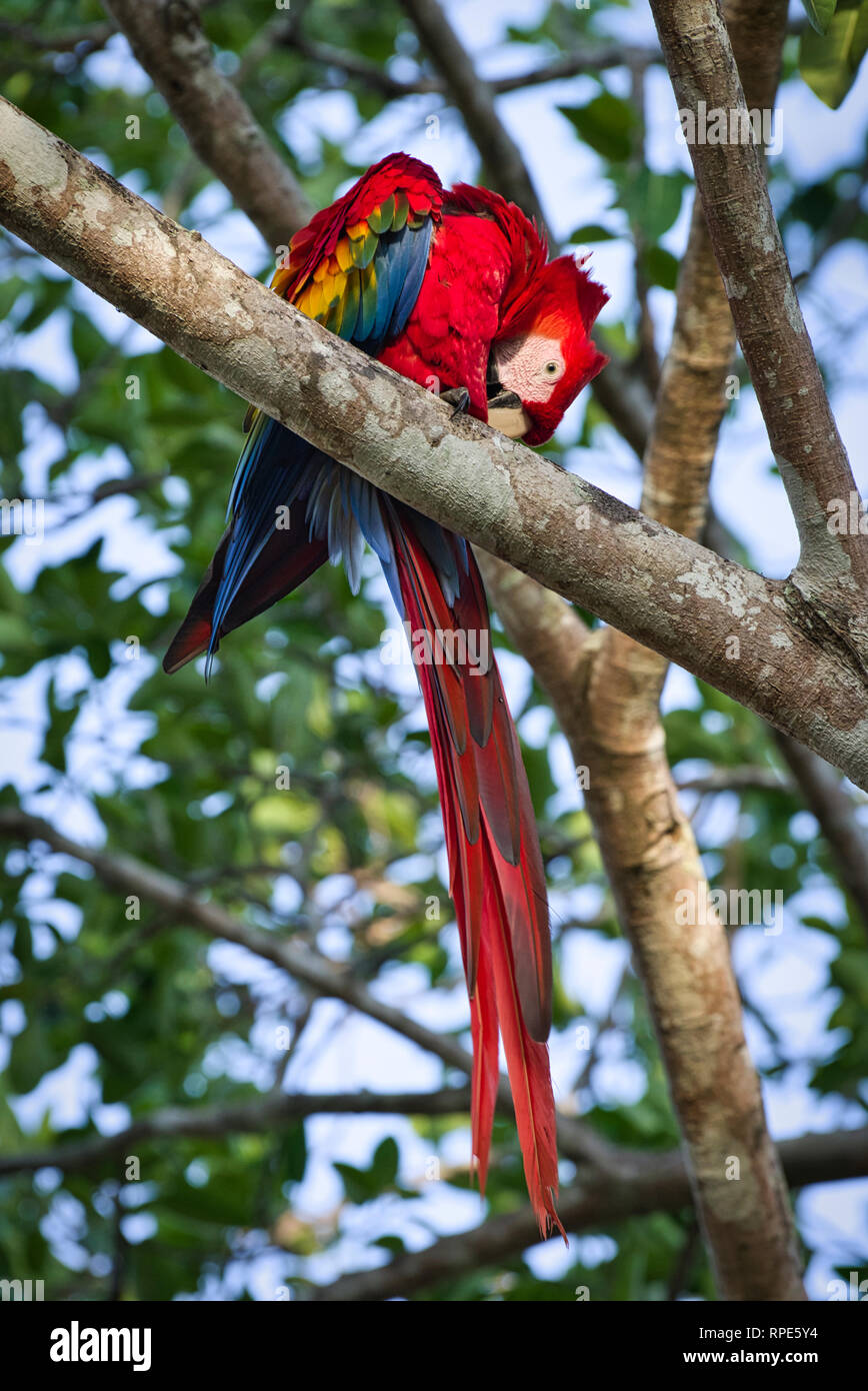 Der hellrote Ara (Ara Macao) ist eine große, rote, gelbe und blaue Zentral- und Südamerikanischen Papagei Stockfoto