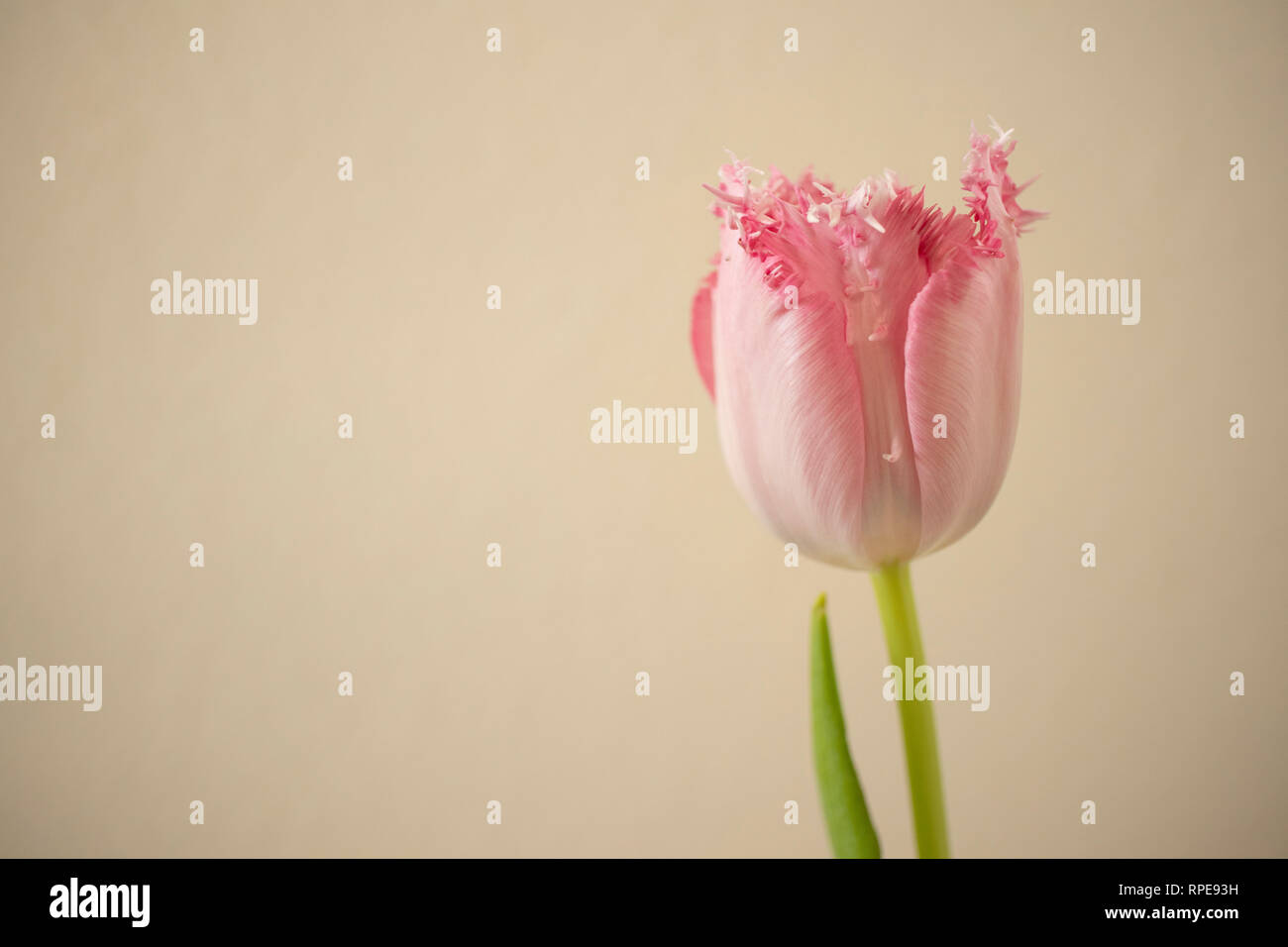 Rosa Tulpe mit cremefarbenem Hintergrund Stockfoto Rosa Tulpe mit cremefarbenem Hintergrund Stockfoto