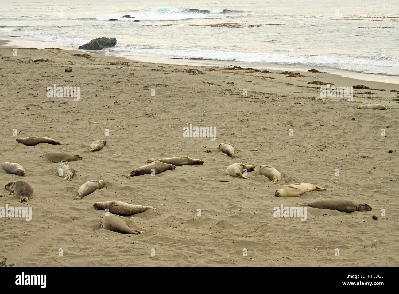 Nördlichen Seeelefanten, Elephant Seal Vista Point, nr San Simeon, Kalifornien, USA Stockfoto