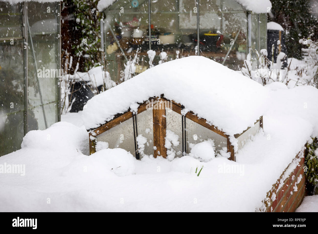 Schnee ersticken kalte Rahmen auf raissed Pflanzmaschine in einem Englischen gaarden im Februar Stockfoto