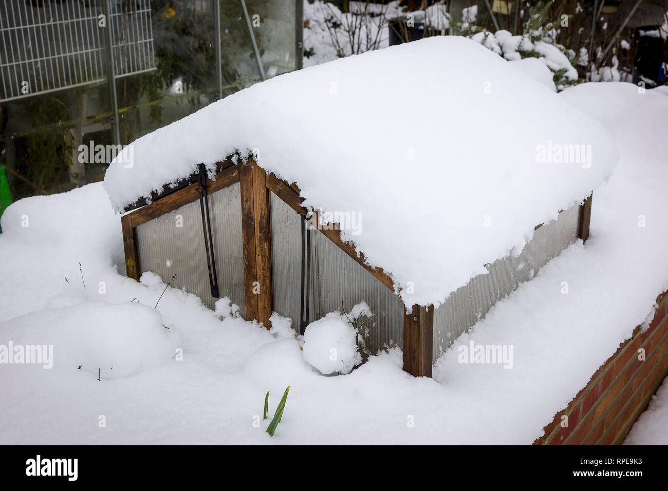 Im Februar wird in einem englischen Garten Schnee fallen, der den kalten Rahmen auf einem erhöhten Pflanzgefäß erstickt Stockfoto