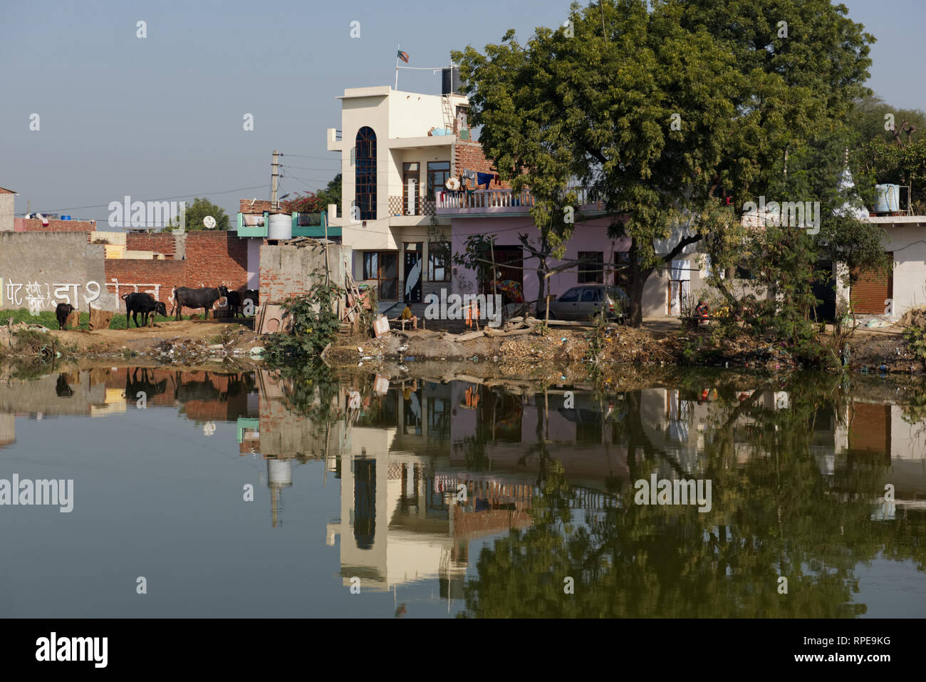 Ein ruhiges, abgelegenes Dorf in pulsierendes Rajasthan, zusammen mit seiner wirtschaftlich sinnvolle Vieh. Stockfoto