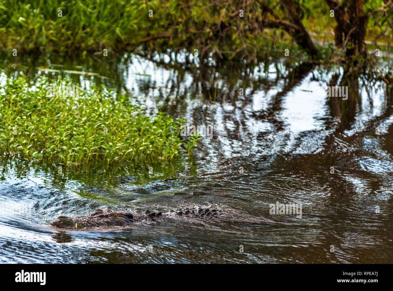 Salzwasser Krokodil waten durch gelbes Wasser Feuchtgebiete und Billabong, Kakadu National Park, Northern Territory, Australien. Stockfoto