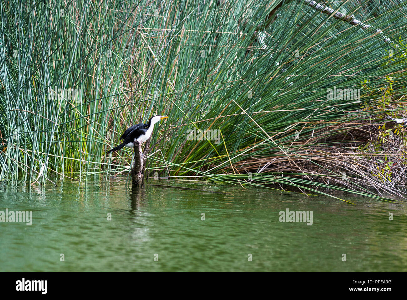 Pied cormorant am Lake Wabby, Fraser Island, Queensland, Australien. Stockfoto