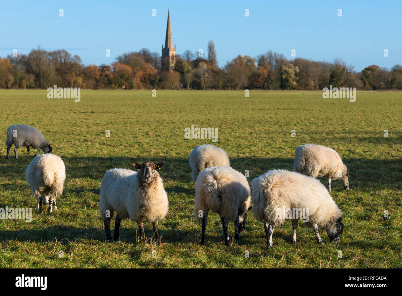 Schafe auf Hemingford Wiese, Cambridgeshire, England, UK. Stockfoto