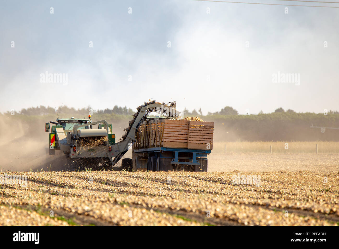 Aylesbury, Canterbury, Neuseeland, 20. Februar 2019: Landwirtschaftliche Maschinen ernten Zwiebeln an einem Sommertag Stockfoto