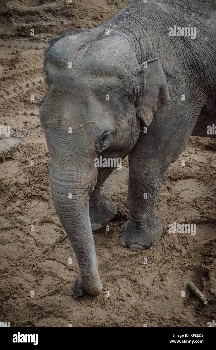 Indische Elefanten Stockfoto