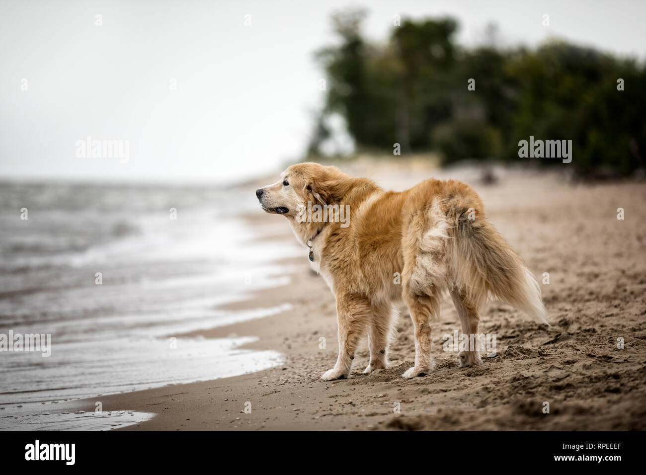 Hund steht an einem hundefreundlichen Strand, Winnipeg Beach Provincial Park, Manitoba, Kanada. Stockfoto