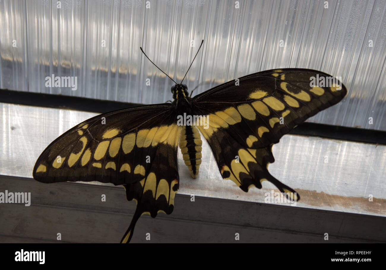 Papilio thoas, dem König Schwalbenschwanz - Schmetterling aus der Familie der Papilionidae auf dem Fenster Stockfoto