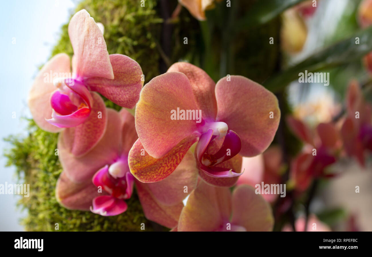 Orchidee im wald Fotos und Bildmaterial in hoher Auflösung Alamy
