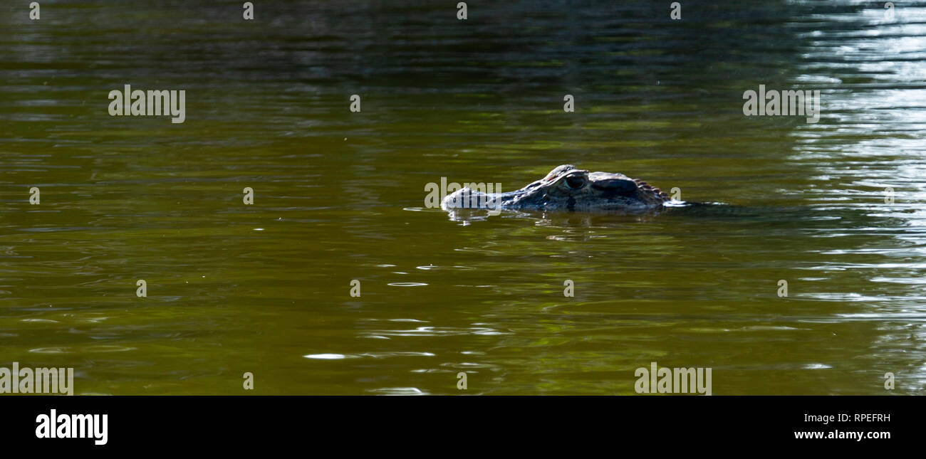 Caiman Einblicke über die Oberfläche des Wassers im Amazonas Dschungel See. Stockfoto