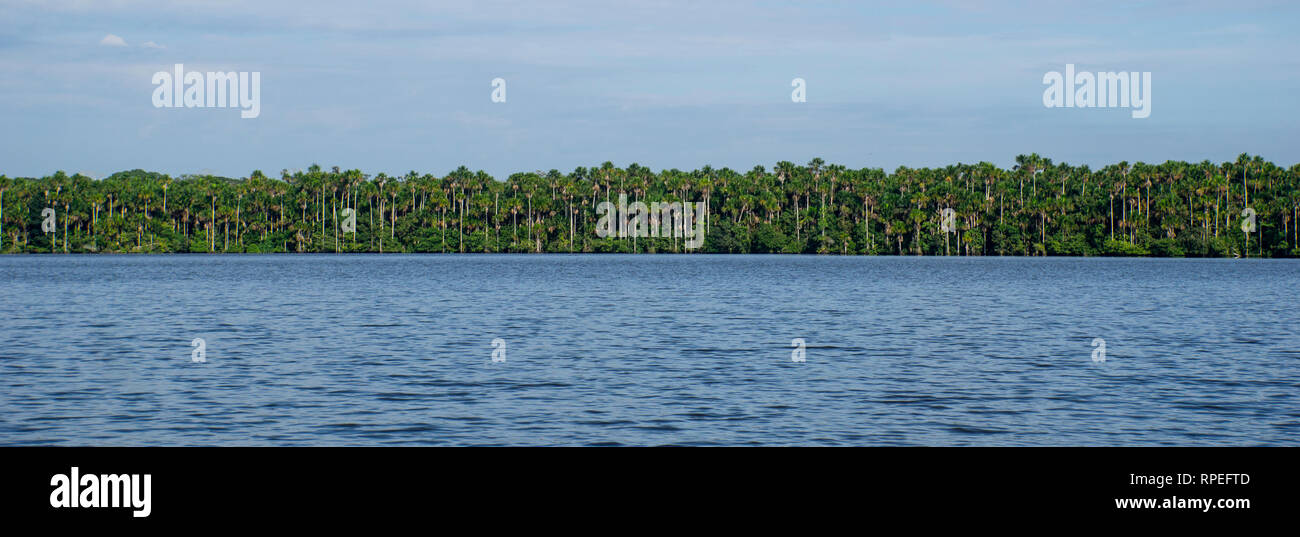 Panorama auf den See und die Bäume im Amazonas Dschungel See. Stockfoto