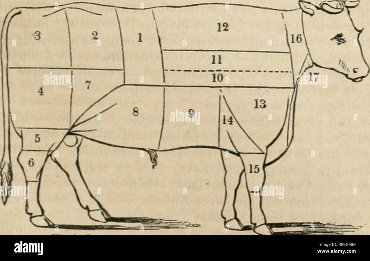 . Die amerikanischen Farmer Lexikon und Wörterbuch für Angelegenheiten des ländlichen Raums: Die alle die neuesten Entdeckungen in der Agrarchemie. Landwirtschaft, Landwirtschaftliche Chemie. Hind-Quarter. 1. Lende. 2. Rumpf. 3. Jucken oder Schaufel - Knochen 4. Gesäß. 5. Iloclf. 6. Thicli flankieren. 7. Knochendünnung. 8. Fore-Rippe. Fore-Q^ unrler, 9. Mitte - Rippe. 10. Chuck-Rippe. 11. Bruststück. 12. Hammelkeule Stück. 13. Clod und Kleben und Hals 14. Shin. 15. Bein. Abb. i .. Ifind-Quarter. Rinderfilet oder zurück-Sye. - Hnck bnne. 3. Gesäß. ?)" 4. Große, runde, j"" ""5. f^Mall. 6. Hough. 7. Bavet 6. Knochendünnung. Stockfoto