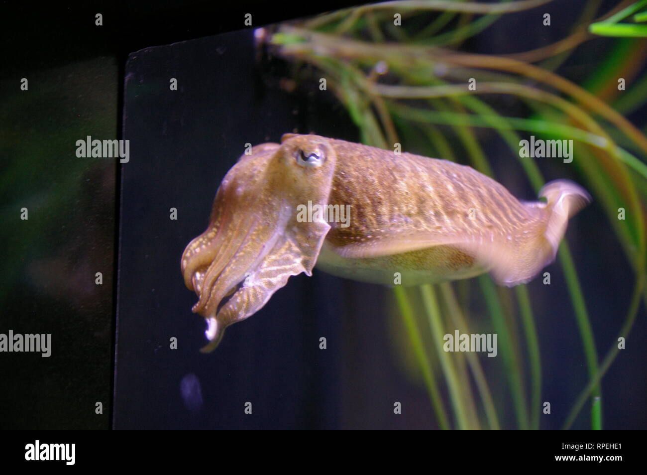 Kleine Tintenfische in einem Tank in Ripley's Aquarium in Myrtle Beach, SC, USA Stockfoto