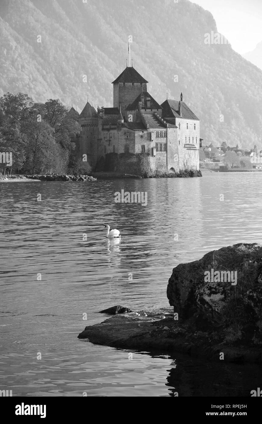 Swan at Chillon, Schweiz Stockfoto