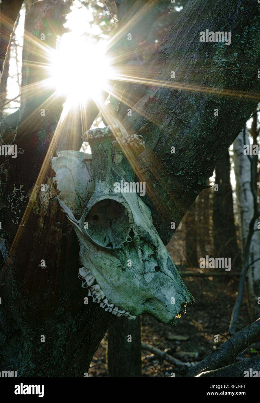 Ein Reh Schädel in einen Baum mit sunburst Lichtstrahlen. Stockfoto