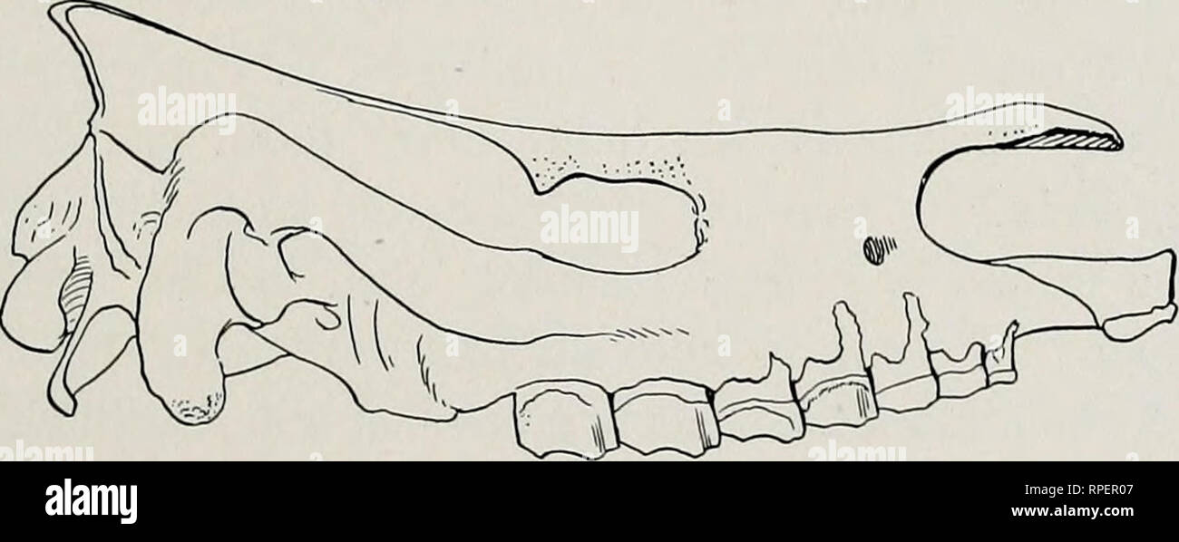 . Die amerikanische diceratheres. Nashörner, Fossil, Paläontologie. PETERSON: DIE AMERIKANISCHE DICERATHERES. 433 Arten, D., loomisi ist auch auf einem oberkiefer von D. cooki mit Milchzähne etabliert. (Neb. Geol. Surv., VII, 1912, S. 29.) Beim Vergleich der Norbert Müller von der reichlich Material von D. cooki mit der früheren John Tag formen, oder sogar mit D. niobrarense in der gleichen Betten, in dem D. cooki in Nebraska gefunden gefunden wurde, wird auf einmal klar, dass D. cooki ist eine vergleichsweise mehr spezialisiert und modifizierte Typ des Diceratherince. Wir finden in der männliche Schädel (1) ein paar prominente Horn - Kerne eng gesetzt Stockfoto