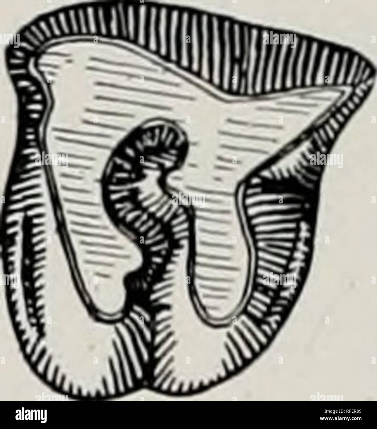 . Die amerikanische diceratheres. Nashörner, Fossil, Paläontologie. 2 3 Abb. 2: 2. Minutum Diceratherium (Cuvier). M^X Ich. Nach Cuvier. Abb. 3. Diceratherium douvillei. M^X ich - nachdem Osborn. Als D. annectens des gleichen Kaution (PI vergleichen. LVII mit Text - Bild 11, auch mit PL LXIII, Abb. 6 Und PI. LXVI, Abb. 1). In der zweiten Form, die wir natürlich wäre zu erwarten, dass mit einer größeren Auswahl an anatomischen Variationen zu treffen, vor allem in Verbindung mit dem Gebiss. Wir können erwarten, schleifen Zähne finden, in Wappen von denen, die ziemlich einfach sind, jene, die über die verschiedenen incip Stockfoto