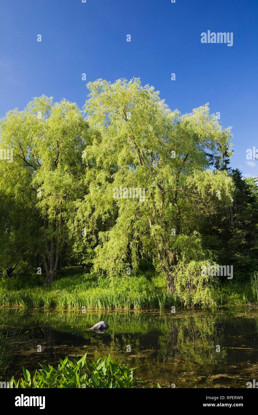 Teich- und Wasserpflanzen im Frühling, Centre de la Nature, Saint-Vincent-de-Paul, Laval, Quebec, Kanada. Stockfoto
