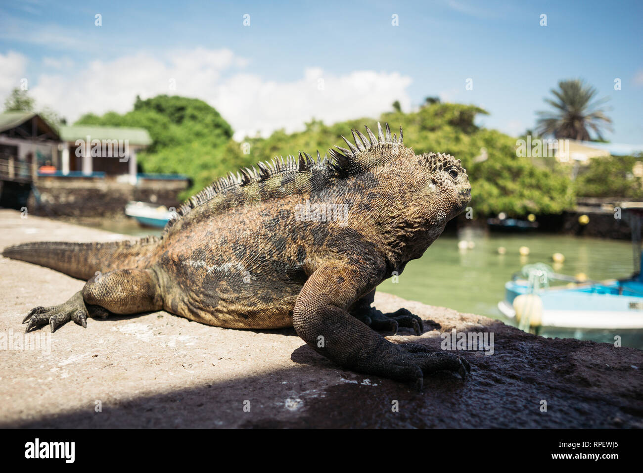 Galapagos Leguan Reptile Sun Stockfoto