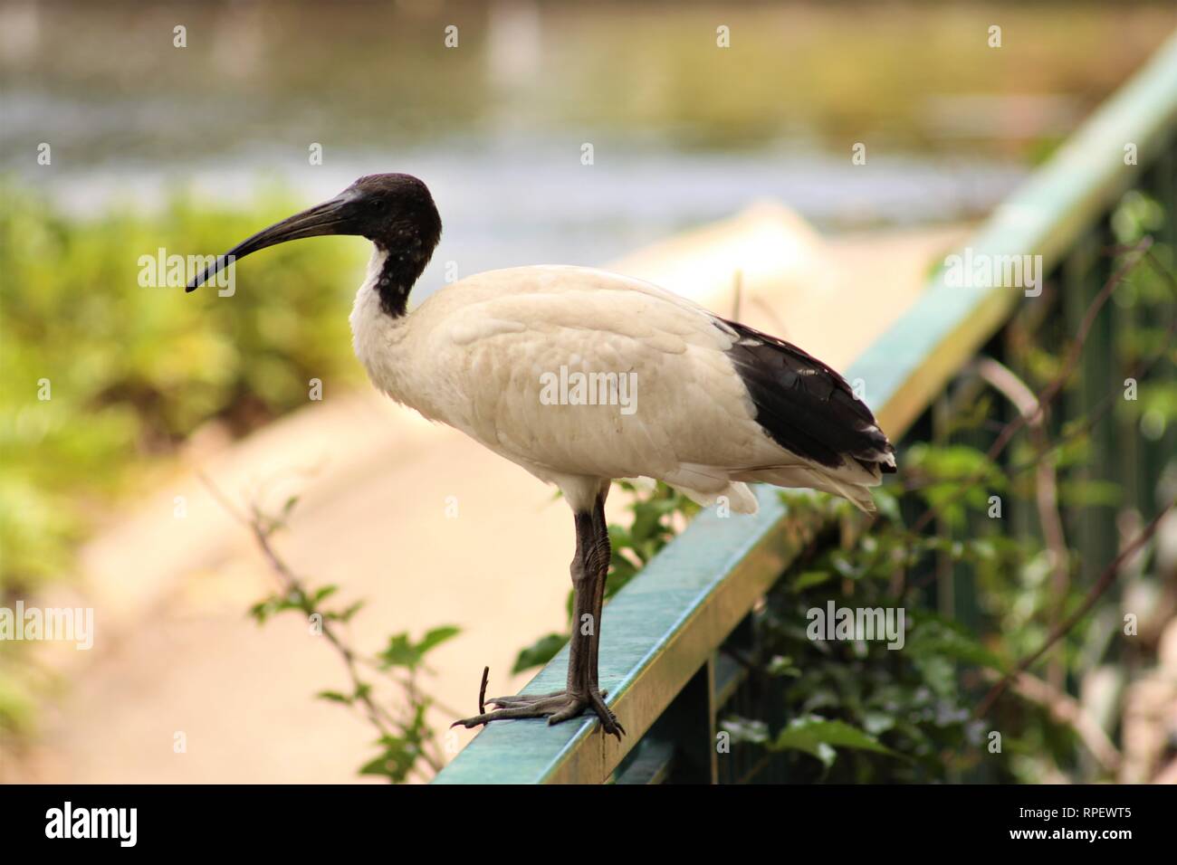 Schwarze und weiße Ibis Vogel sitzt auf einem grünen Metallzaun in einem Park Stockfoto