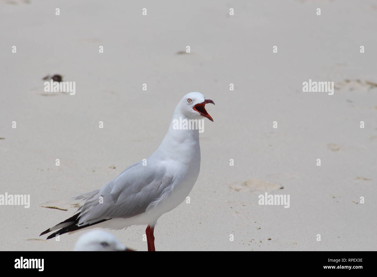 Wütend Möwe mit offenem Schnabel kreischenden auf die Kamera Stockfoto