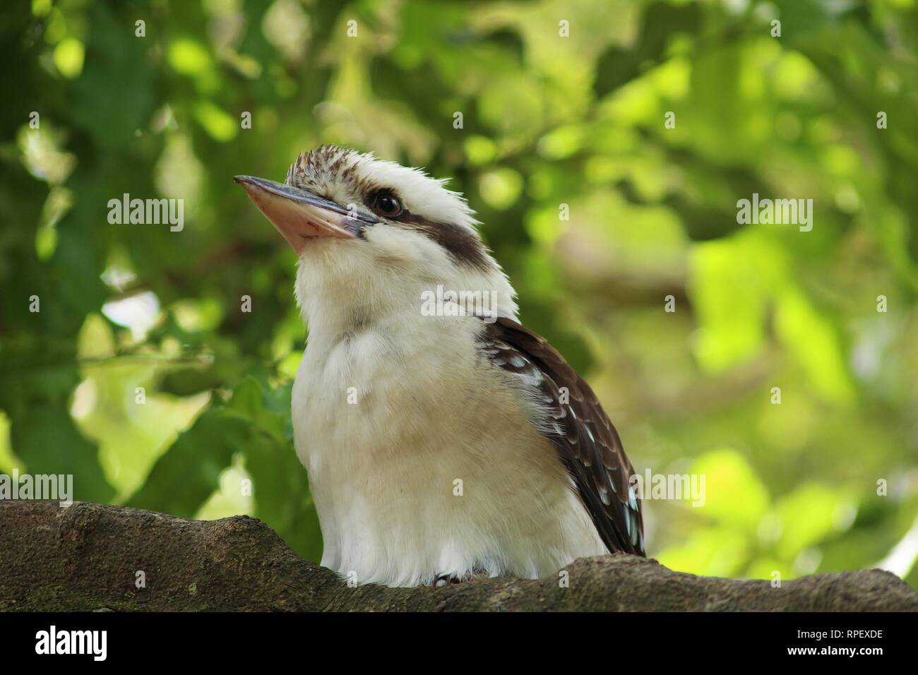 Nahaufnahme eines Kookaburra sitzen auf einem Ast hoch oben in einem Baum Stockfoto