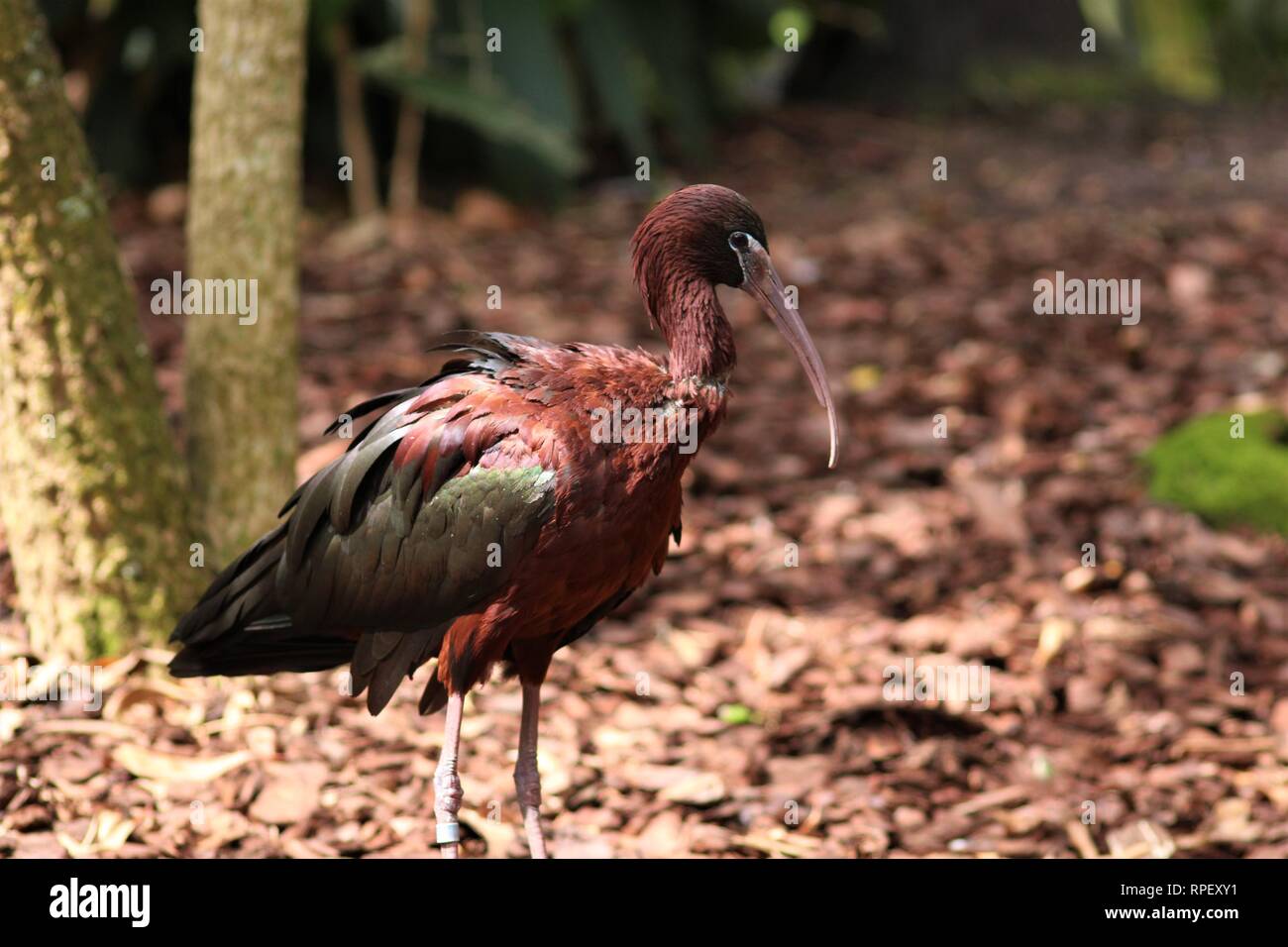 Rote Ibis Vogel gegen den Hintergrund der braune Blätter und grüne Wälder Stockfoto