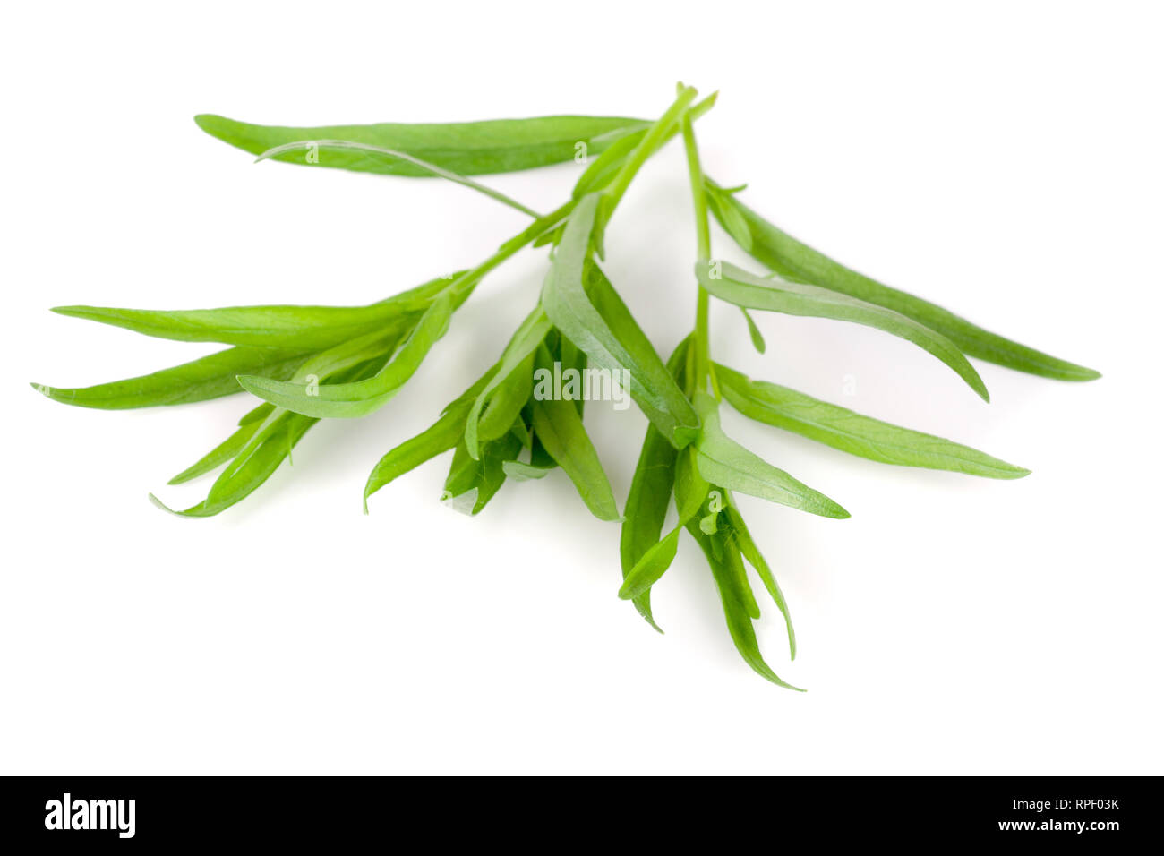 Zweig Estragon auf einem weißen Hintergrund. Artemisia dracunculus Stockfoto