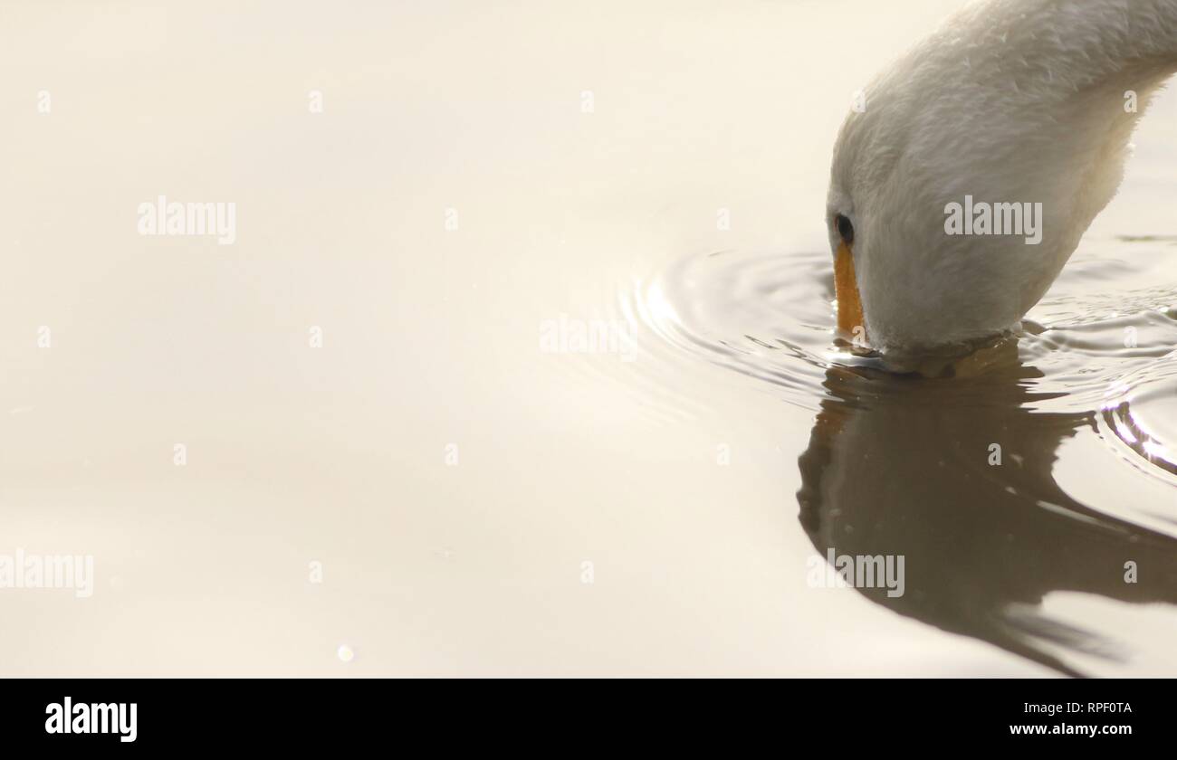 Reflexion der Bewicks Schwan (Cygnus columbianus bewickii) in ruhigem Wasser. Februar 2019, Gloucestershire, VEREINIGTES KÖNIGREICH Stockfoto