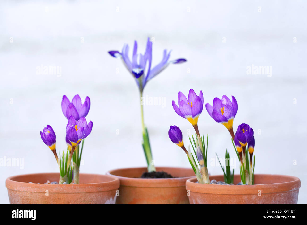 Crocus sieberi 'Tricolor' Subspezies. sublimis und Iris reticulata 'Clairette' Blumen. Stockfoto